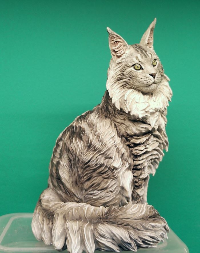 Maine Coon cat 1/6