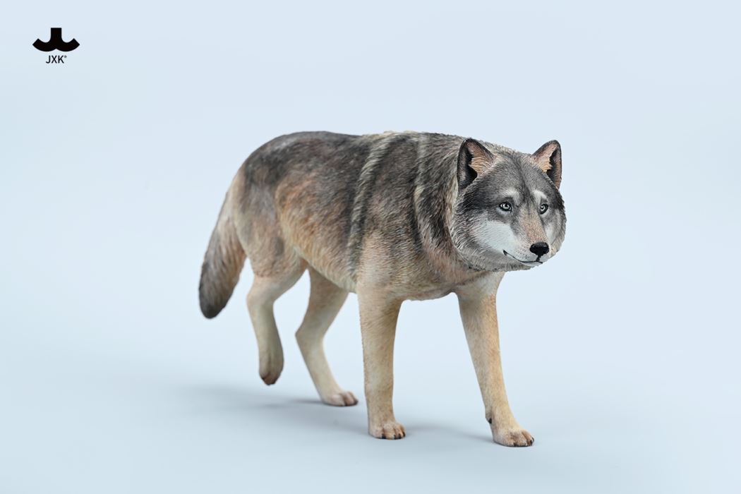 Common Gray wolf 1/6