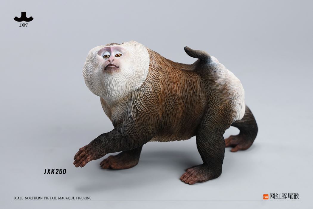 Northern Pigtail Macaque 1/6