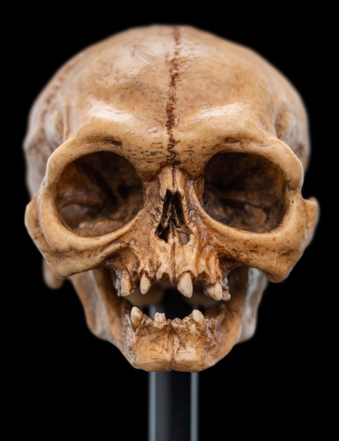 SKULL OF GOLLUM - Miniature Skull