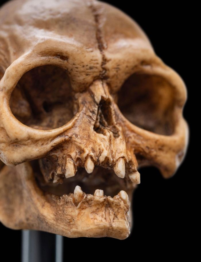 SKULL OF GOLLUM - Miniature Skull
