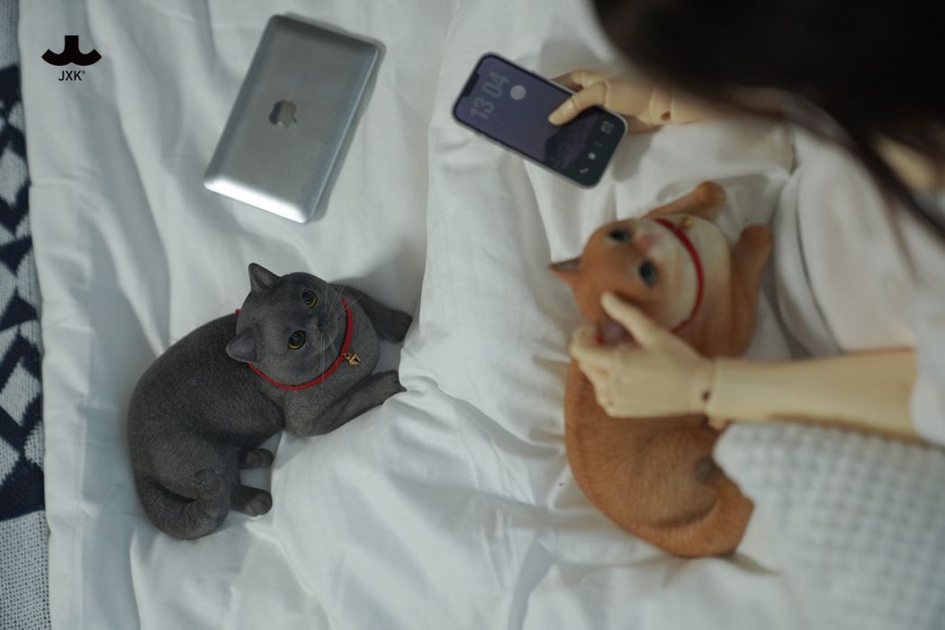 British Shorthair Cat 1/3