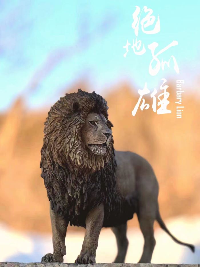 Barbary lion 1/6