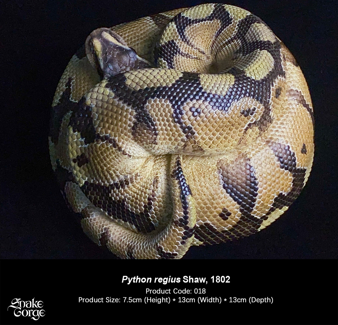 Regius Ball python