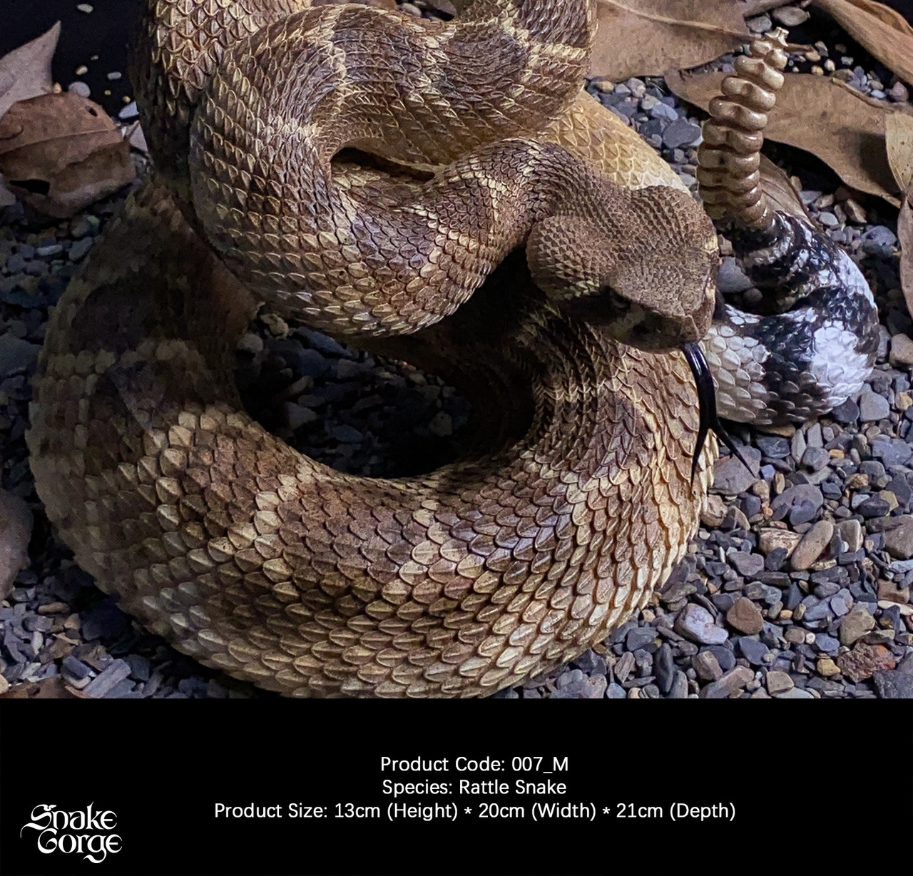 Crotalus atrox