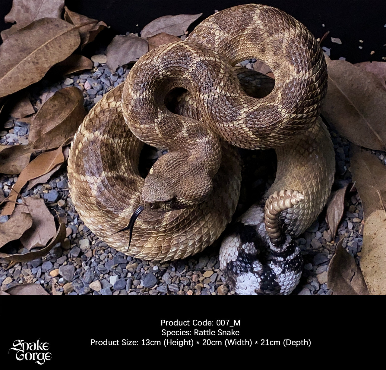 Crotalus atrox