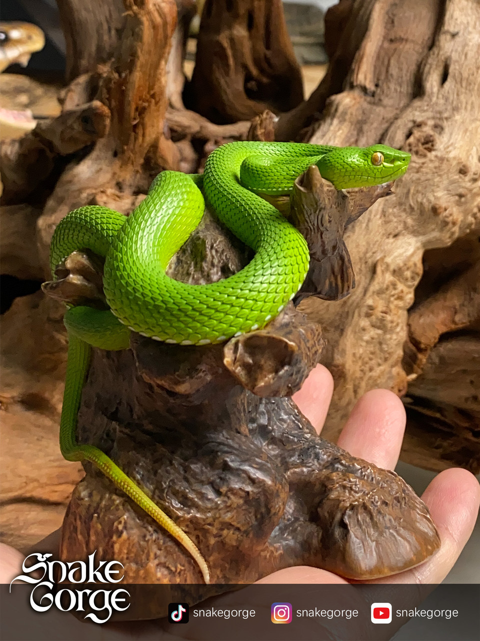 Trimeresurus