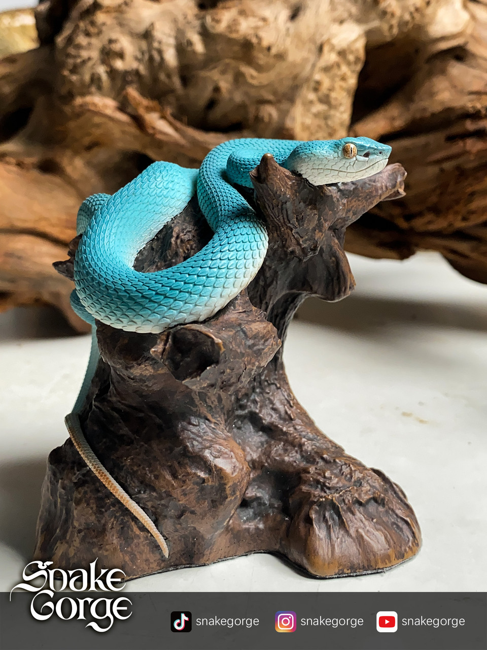 Trimeresurus