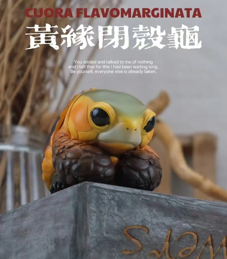 CUORA FLAVOMARGINATA & GEOCHELONE SULCATA