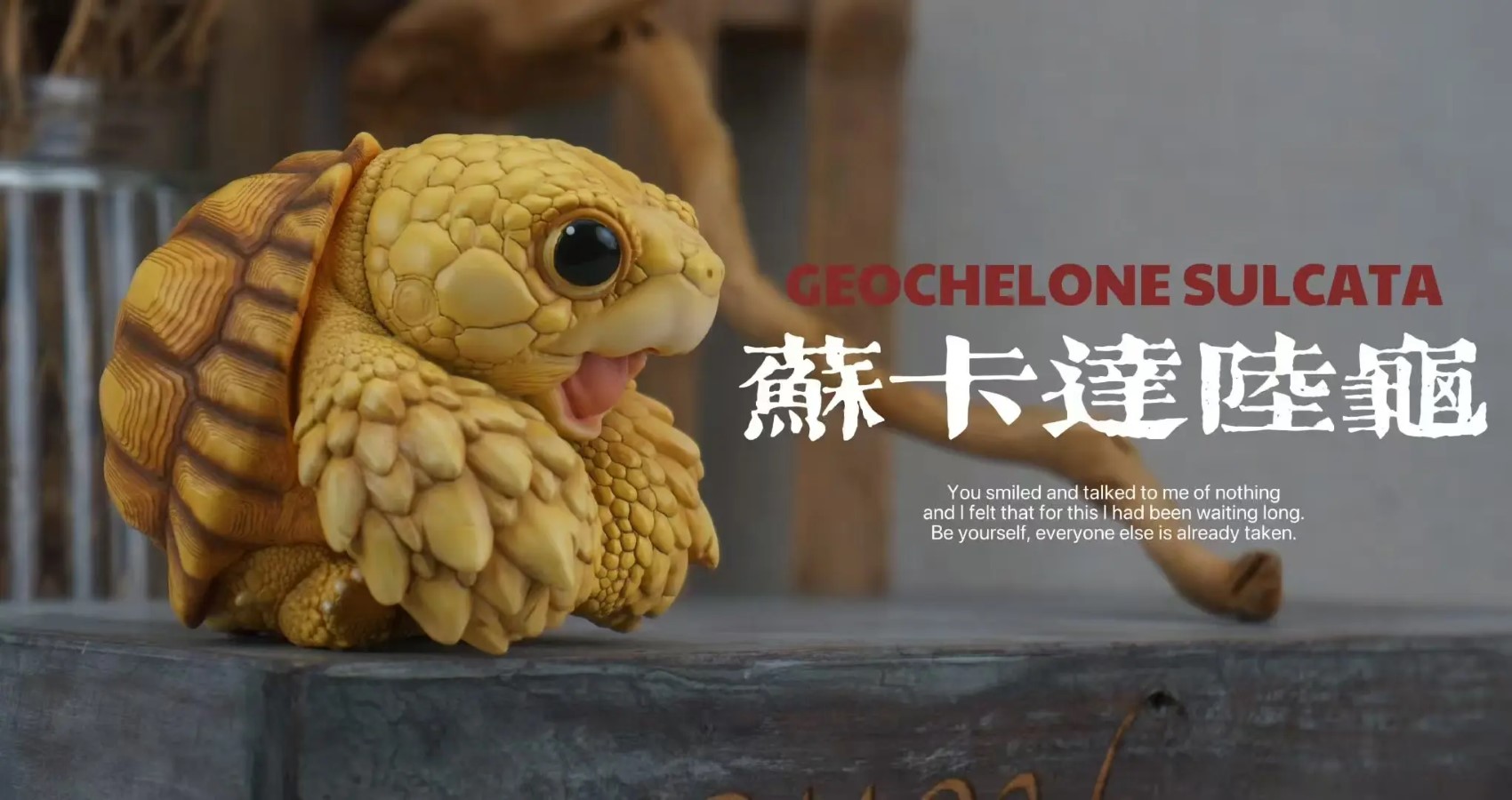 CUORA FLAVOMARGINATA & GEOCHELONE SULCATA