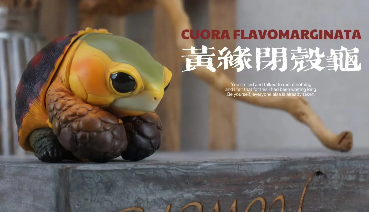 CUORA FLAVOMARGINATA & GEOCHELONE SULCATA