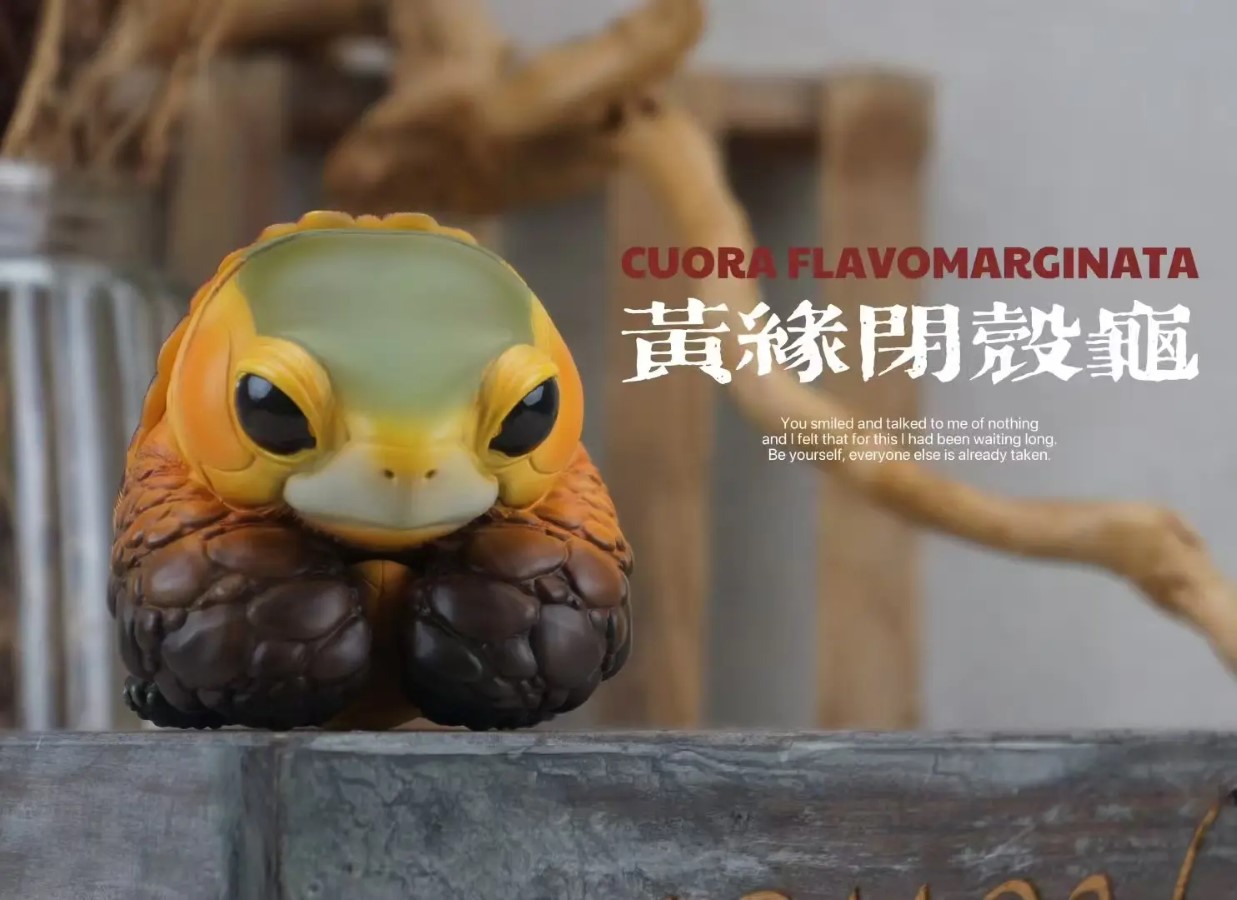 CUORA FLAVOMARGINATA & GEOCHELONE SULCATA