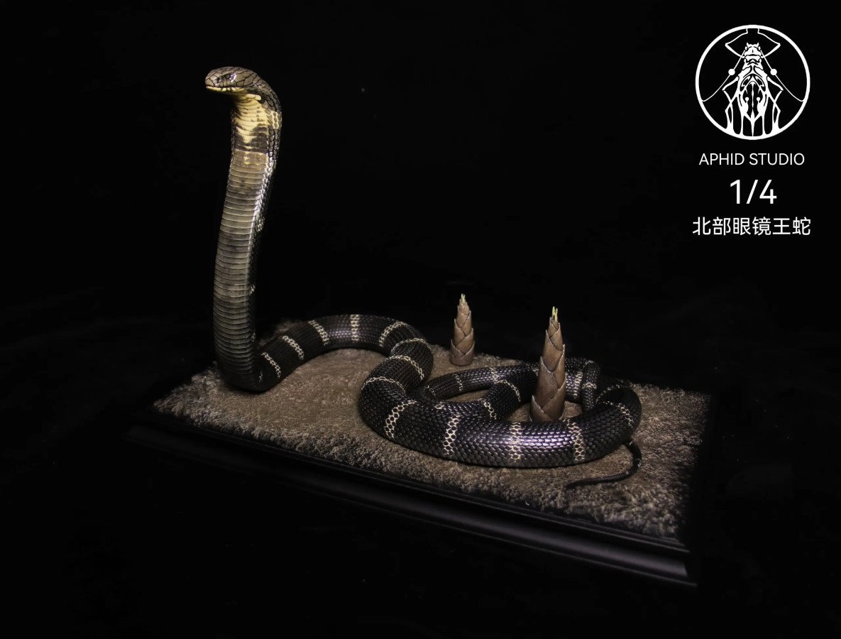 Northern King Cobra