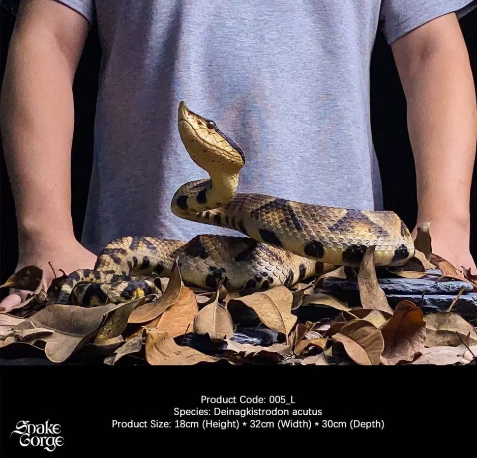 Deinagkistrodon acutus 2.0