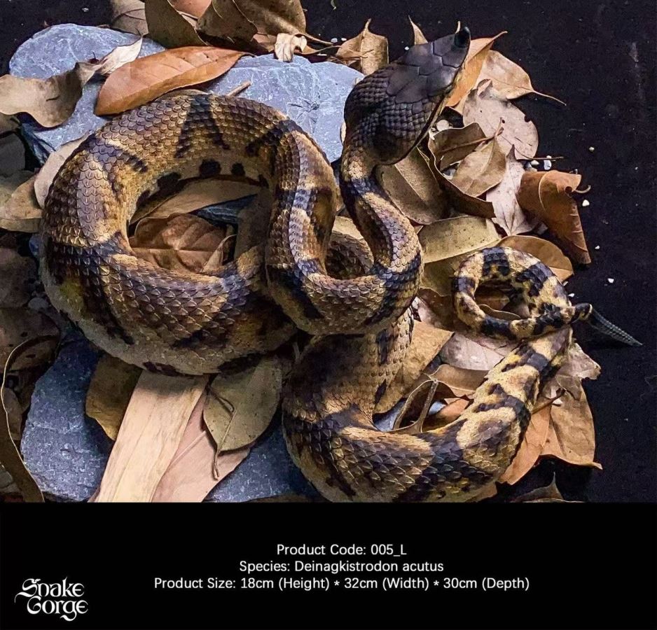 Deinagkistrodon acutus 2.0