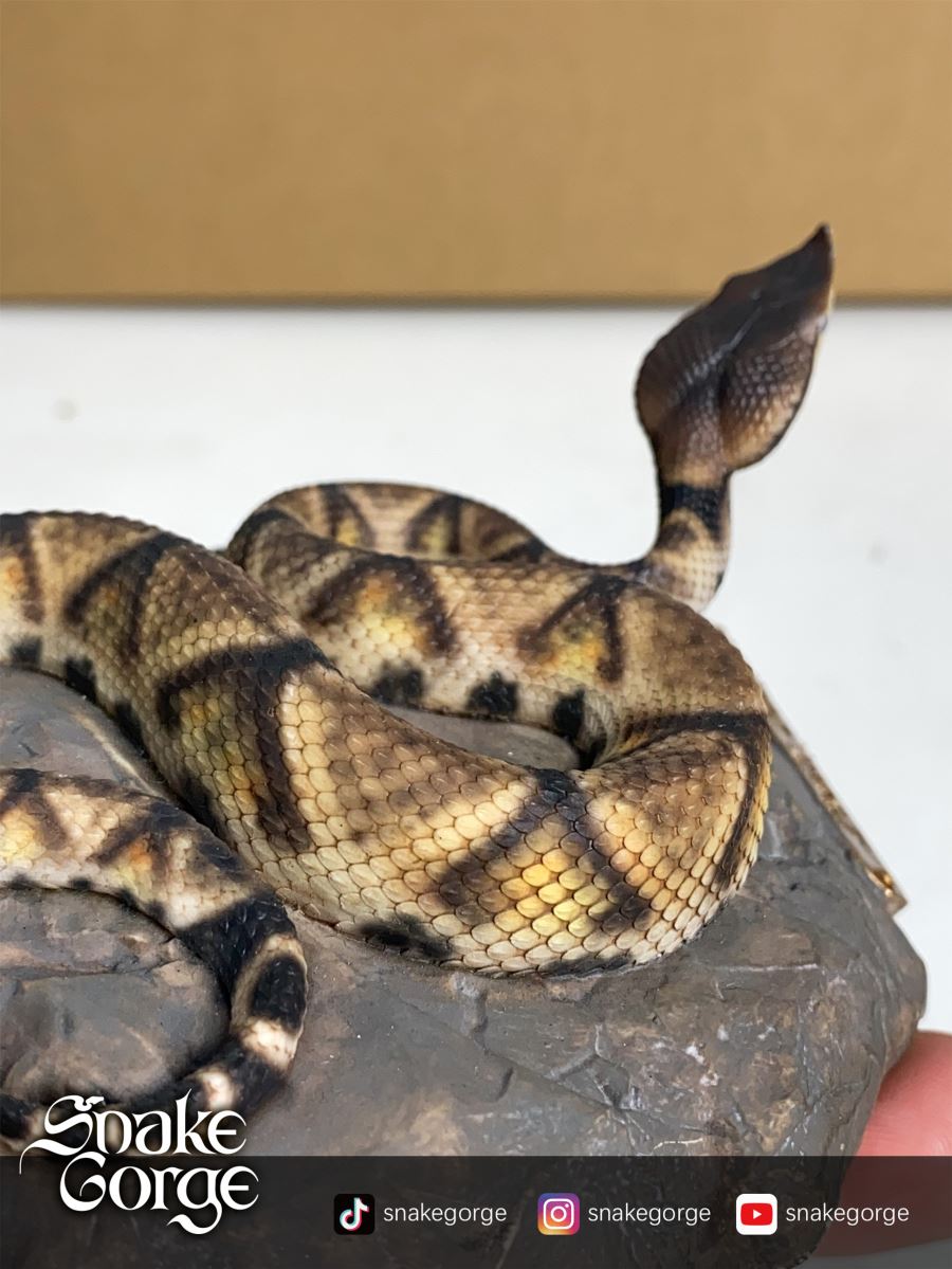 Deinagkistrodon Acutus