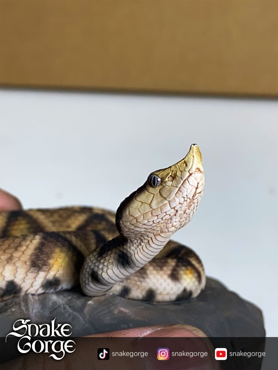 Deinagkistrodon Acutus