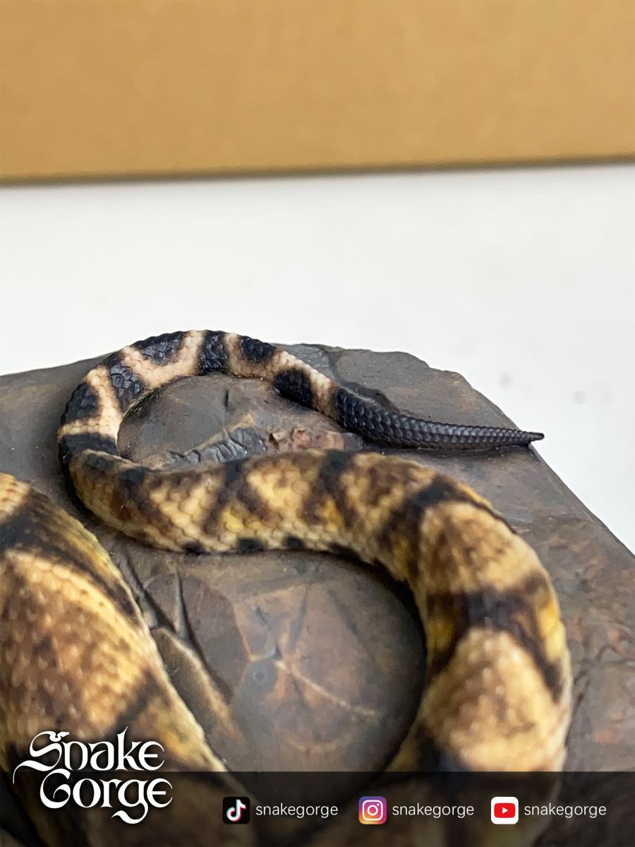 Deinagkistrodon Acutus