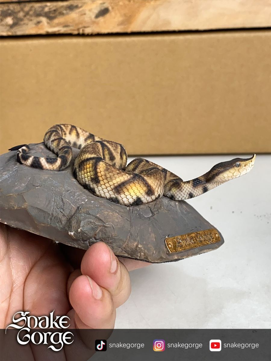 Deinagkistrodon Acutus