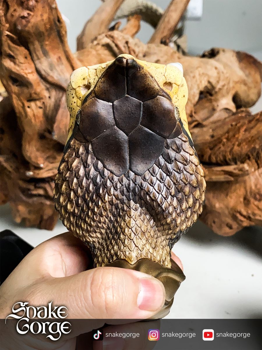 Deinagkistrodon Acutus Head Statue