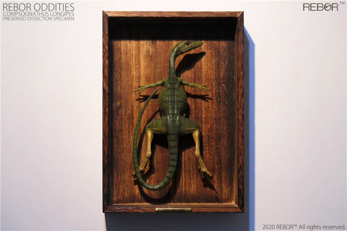 Compsognathus preserved anatomical specimens