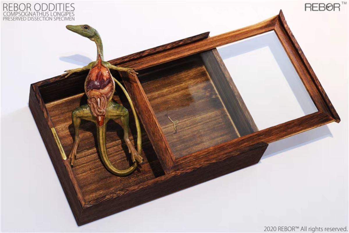 Compsognathus preserved anatomical specimens