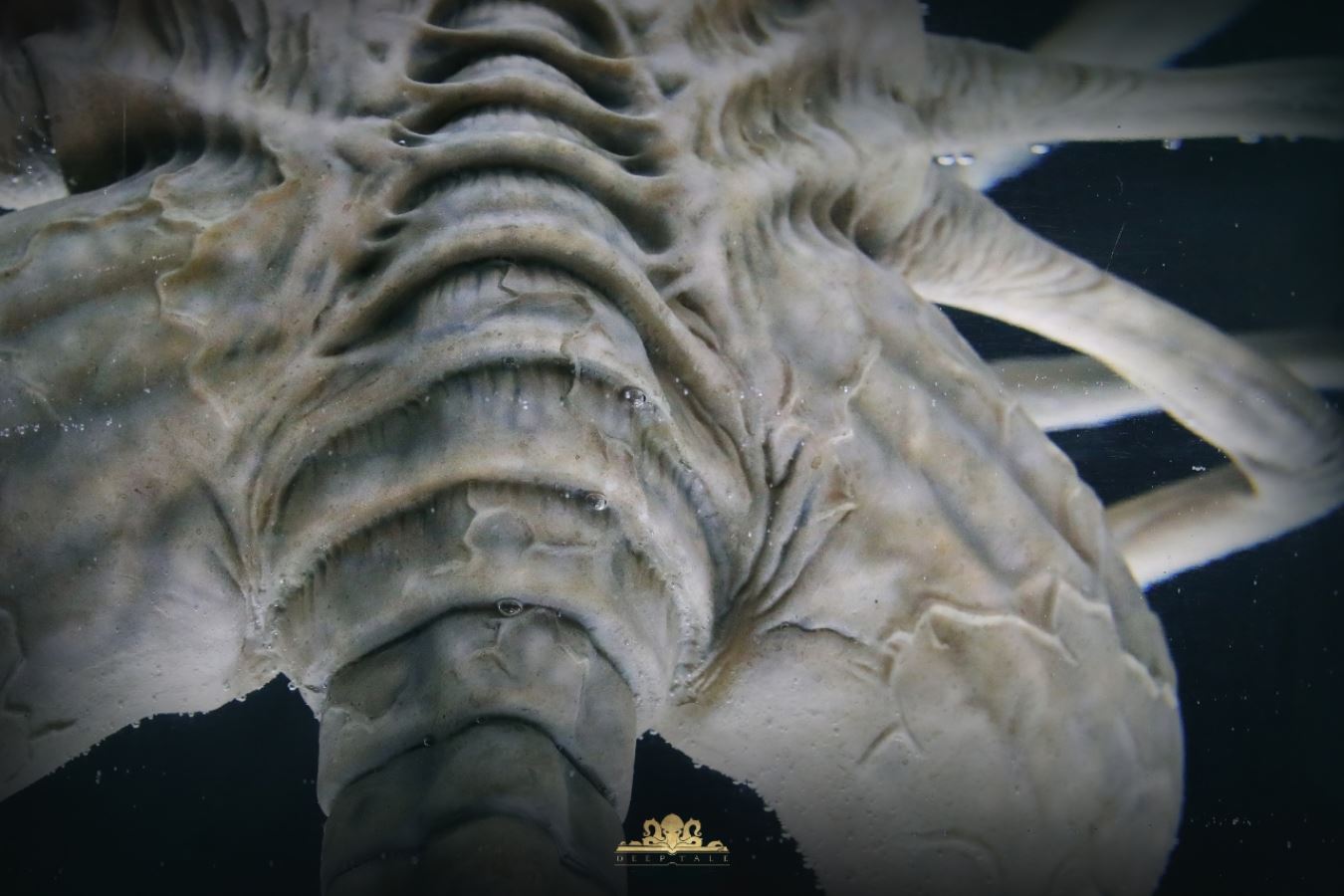 Facehugger Stasis Chamber - Alien