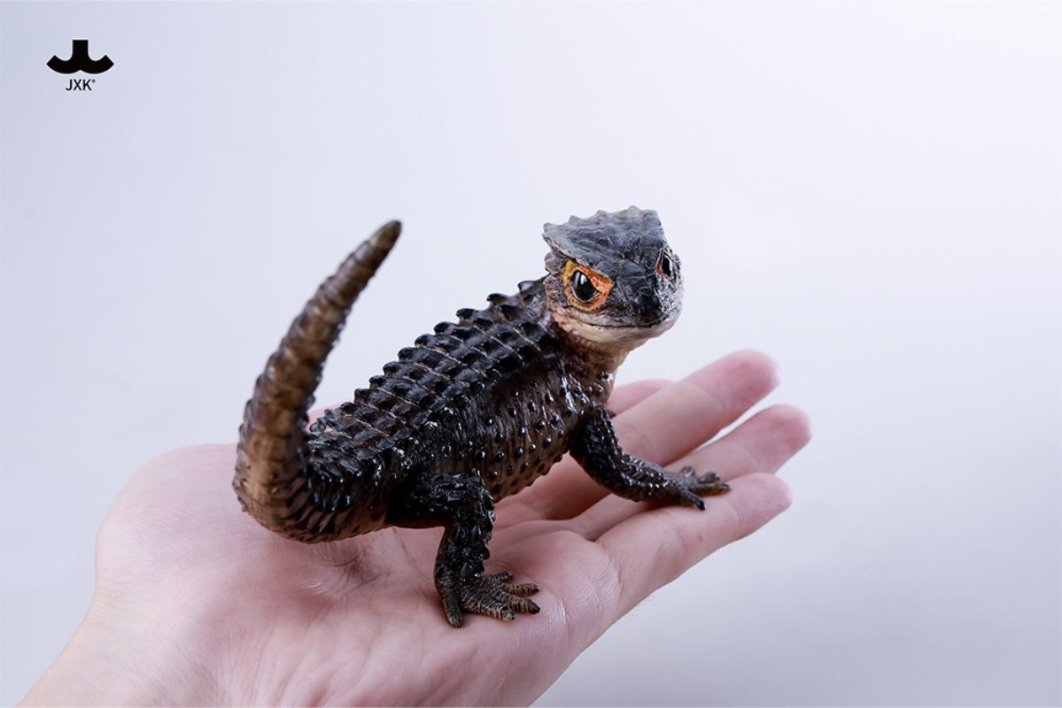 Tribolonotus gracilis [JXK305]