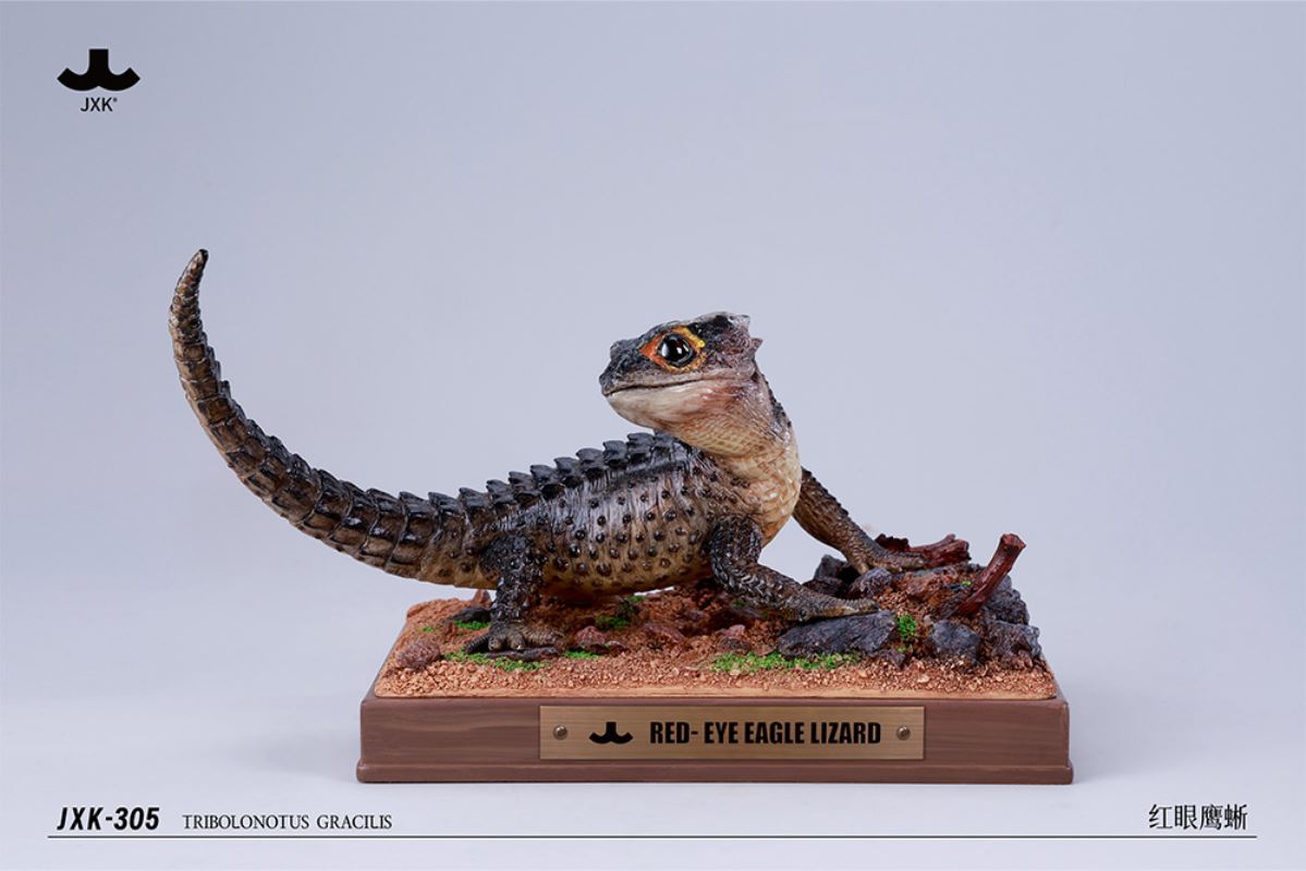 Tribolonotus gracilis [JXK305]