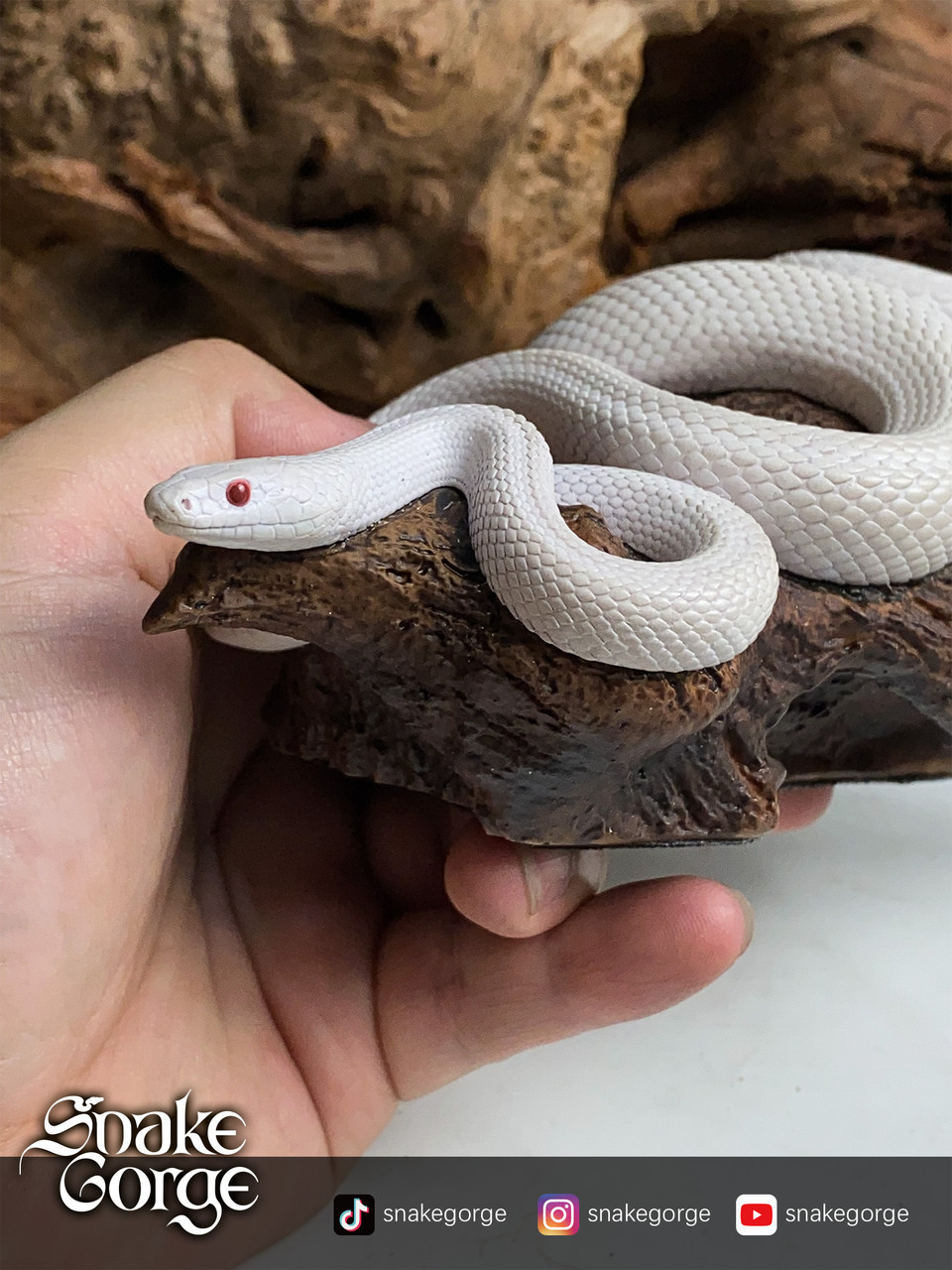 Pantherophis Guttatus Whiteout statue