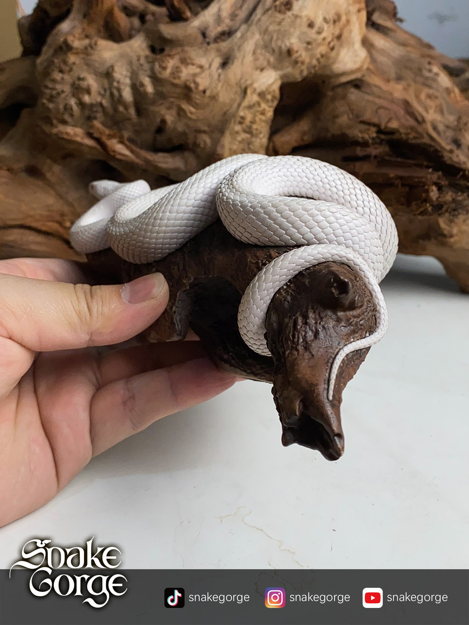Pantherophis Guttatus Whiteout statue