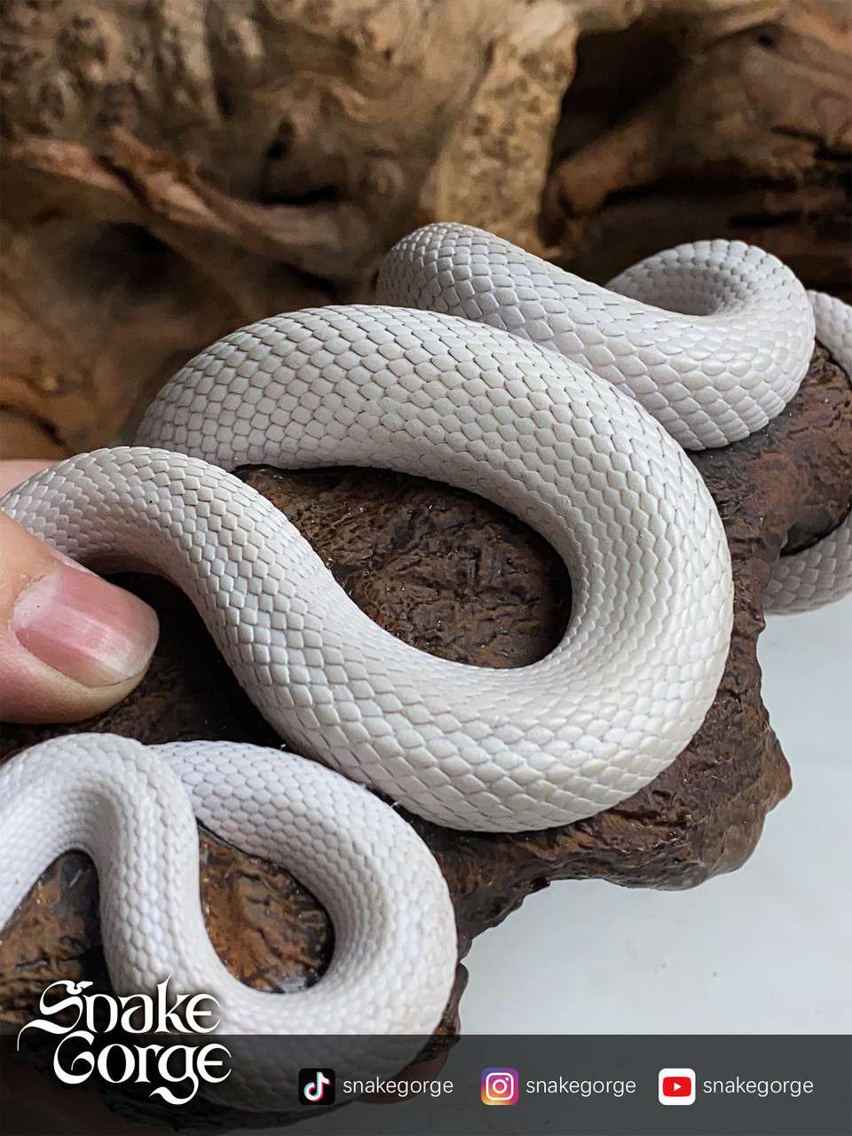 Pantherophis Guttatus Whiteout statue
