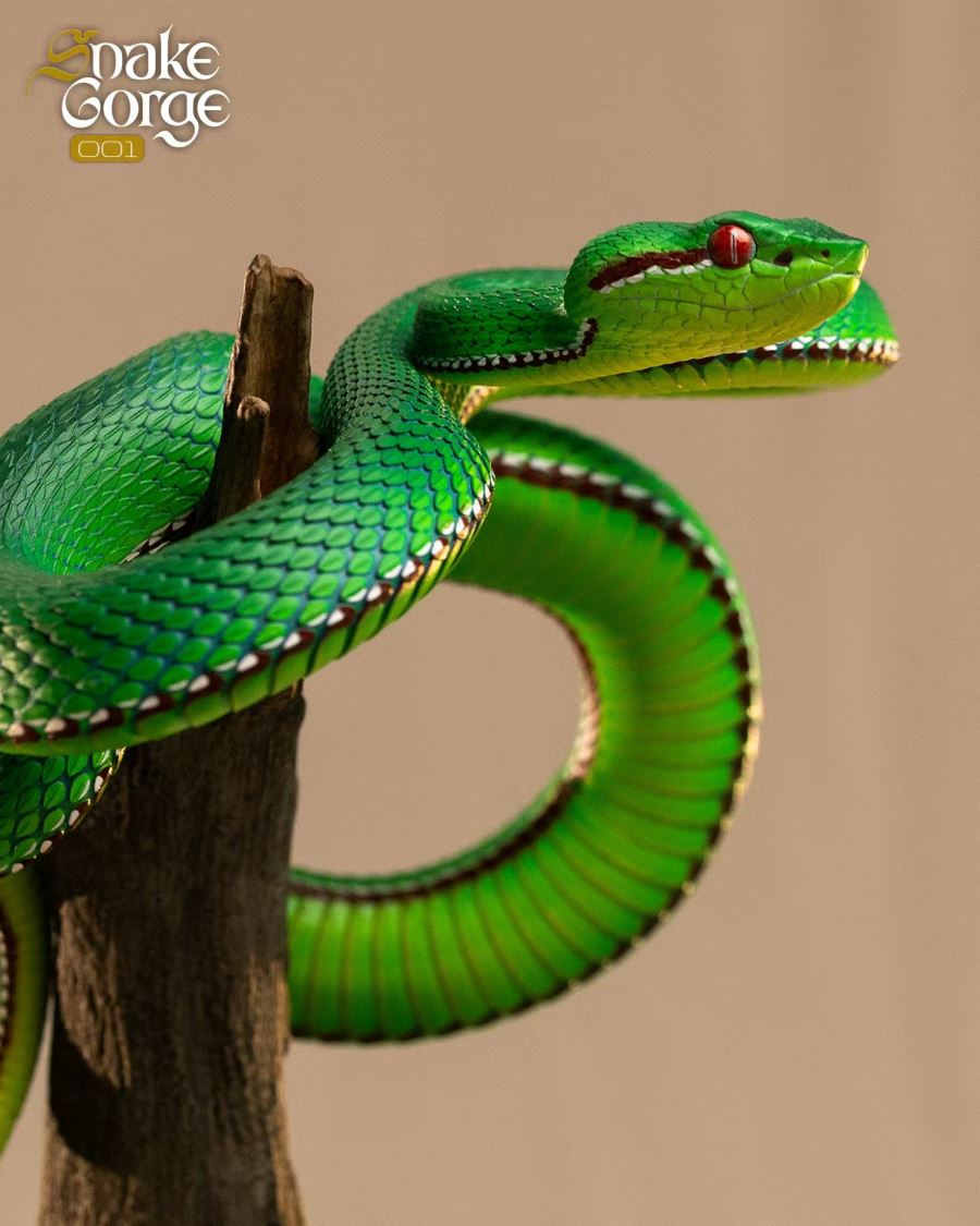Animal museum Trimeresurus gumprechti