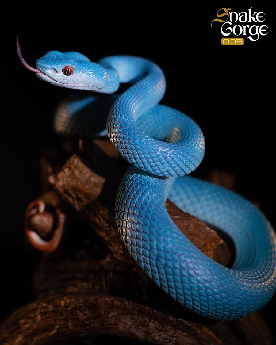 Animal museum Indonesian pit viper