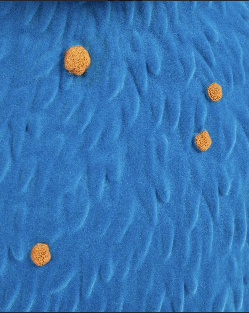 HONMONO TAIKETSU // FLUFFY COOKIE