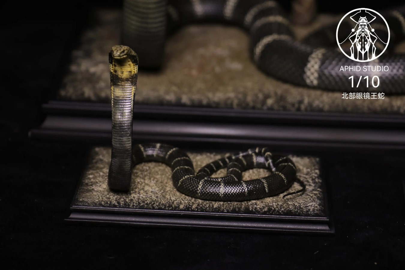 Northern King Cobra