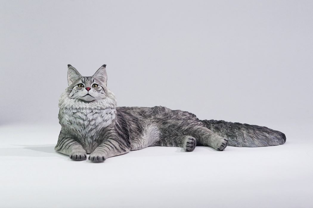 Silver Tiger Maine Coon