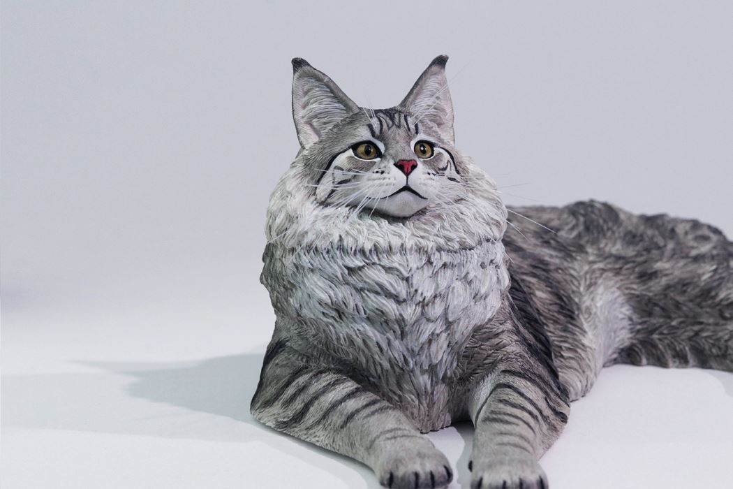 Silver Tiger Maine Coon