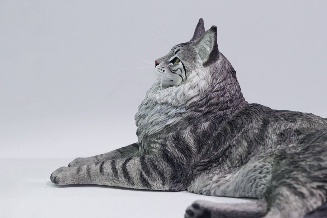 Silver Tiger Maine Coon