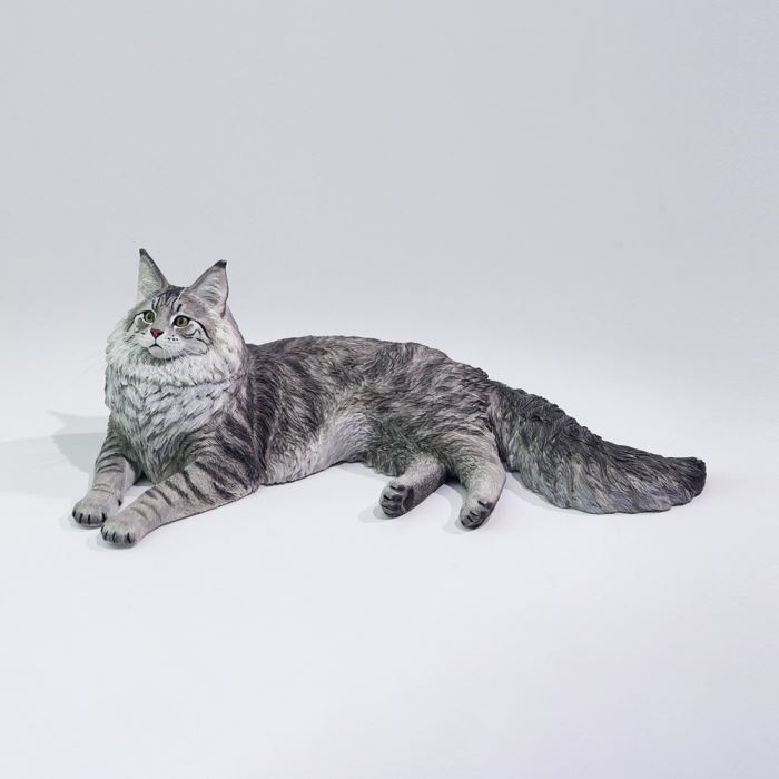 Silver Tiger Maine Coon