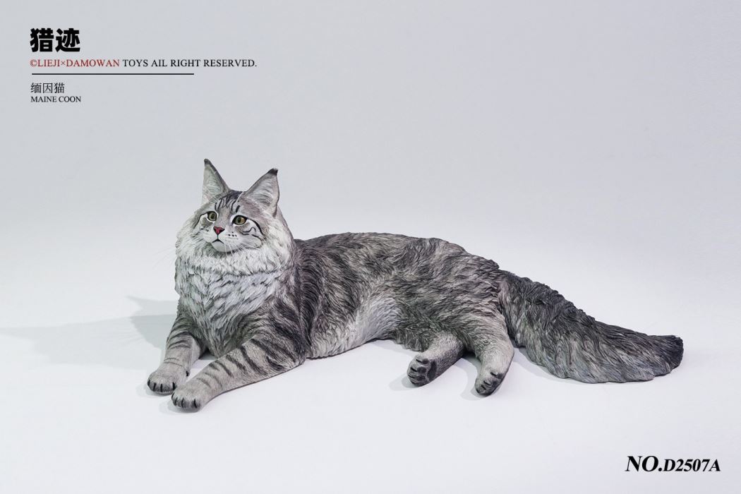 Silver Tiger Maine Coon