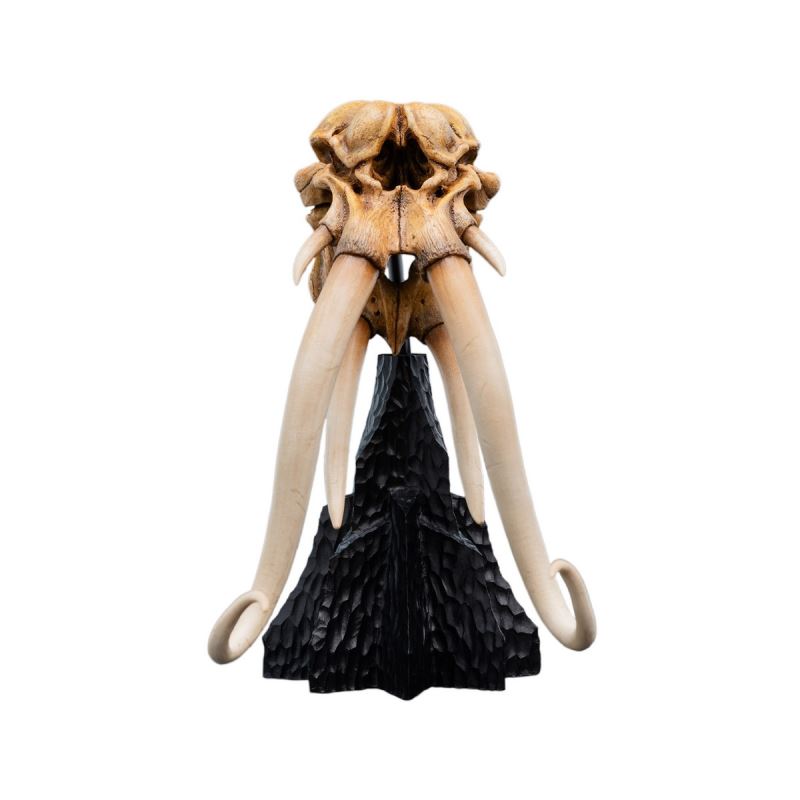 Skull of a Mumak - The Lord of the Rings