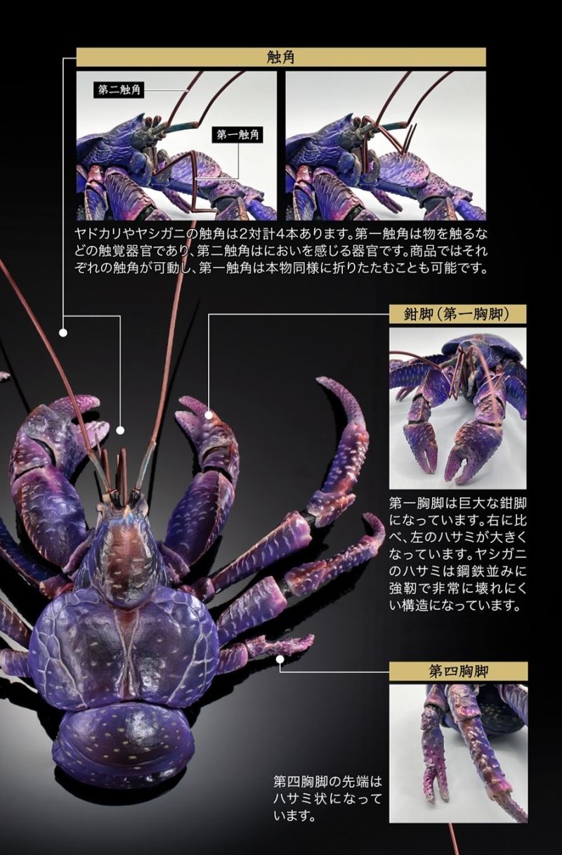 The Great Encyclopedia of Living Things Premium: Coconut Crab [Purple Color]