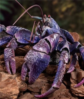 The-Great-Encyclopedia-of-Living-Things-Premium-Coconut-Crab-Purple-Color