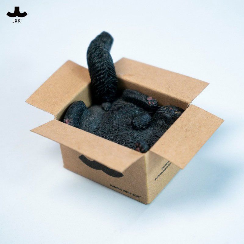 Cardboard Box Cat