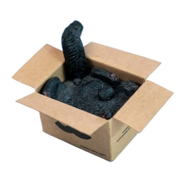 Cardboard Box Cat